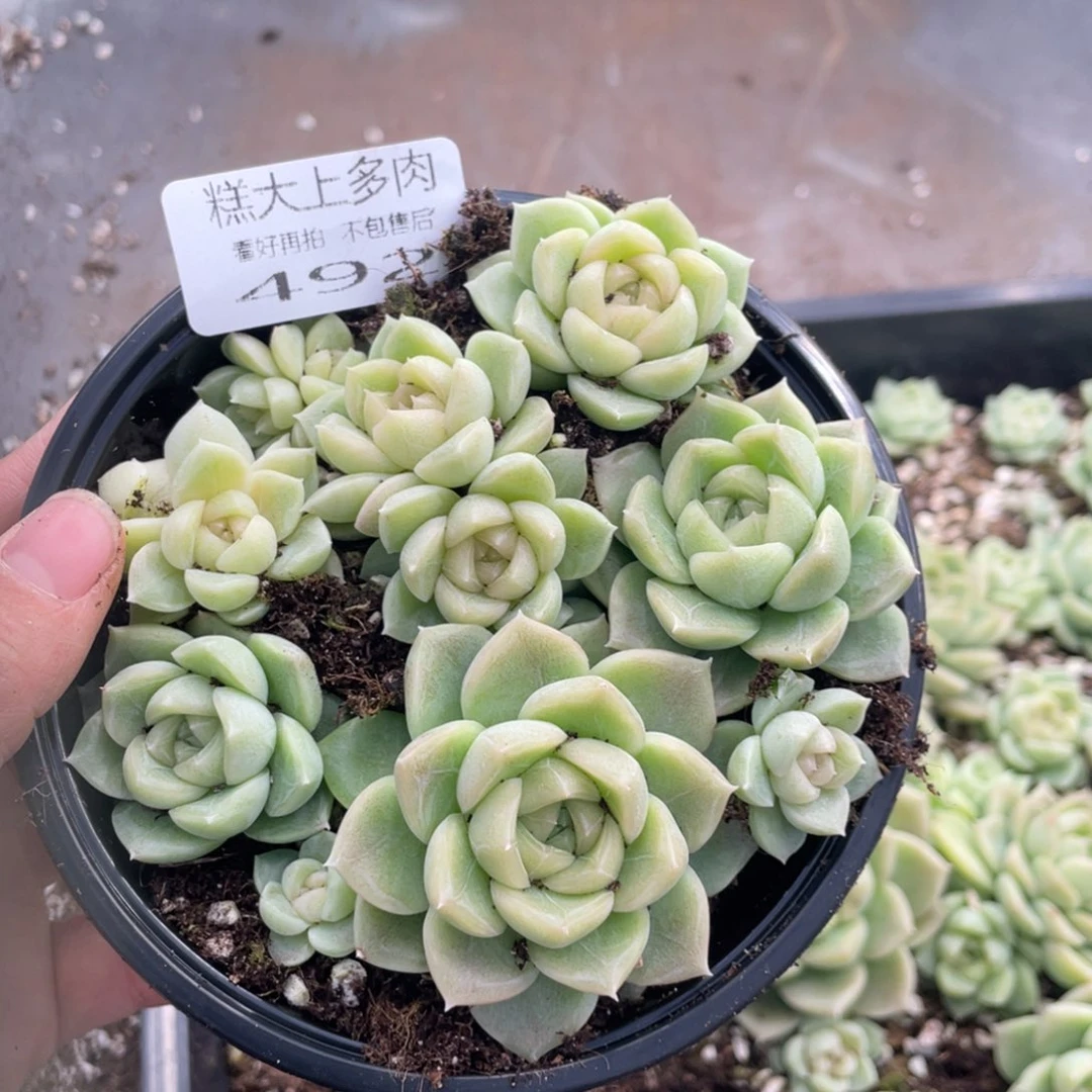 糕大上多肉植物492