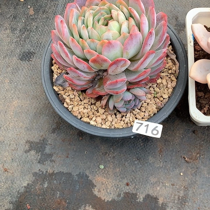 716全明星 一物一拍多肉