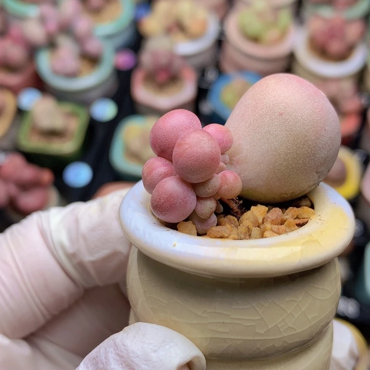 米可奶酪 脑袋多 可爱