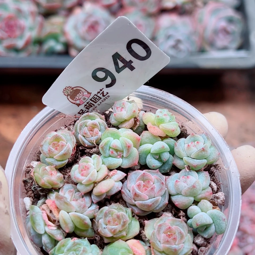 多肉植物多肉植物