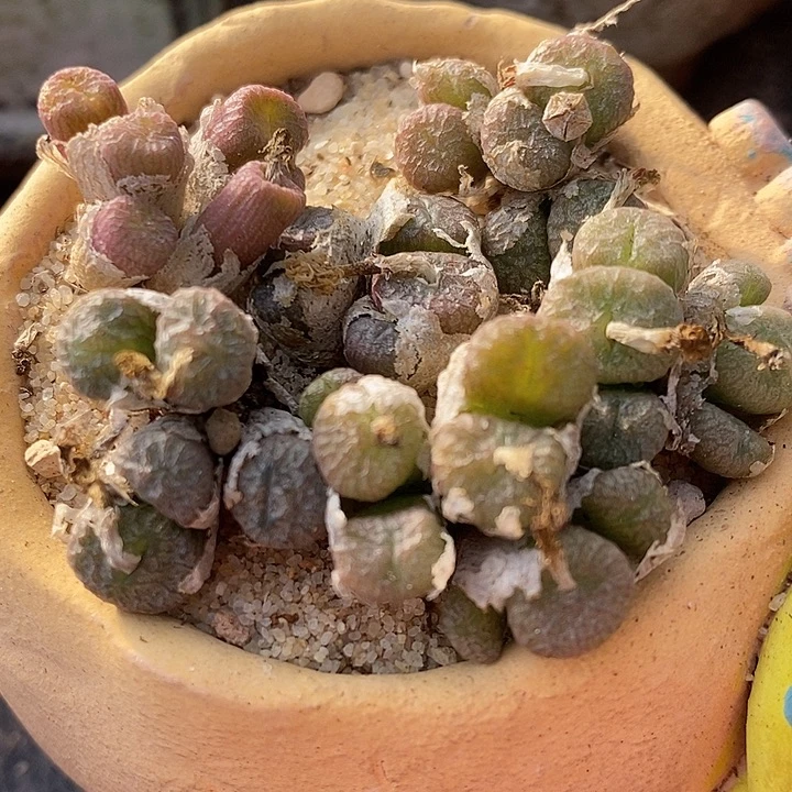 编号铜壶一群。