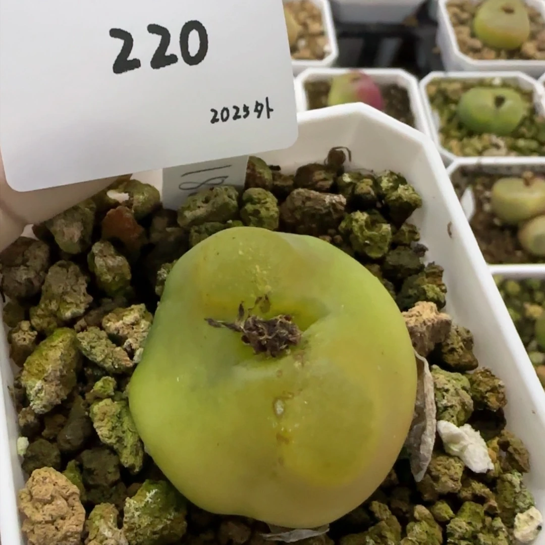 李*事多肉多肉多肉2025-220