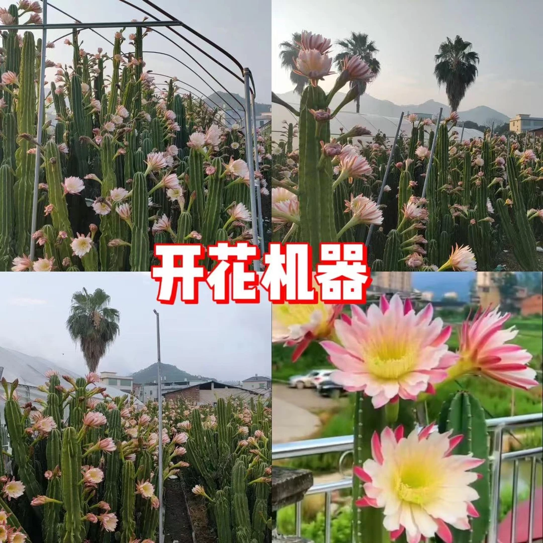 50cm 量天尺【无根】不带花苞