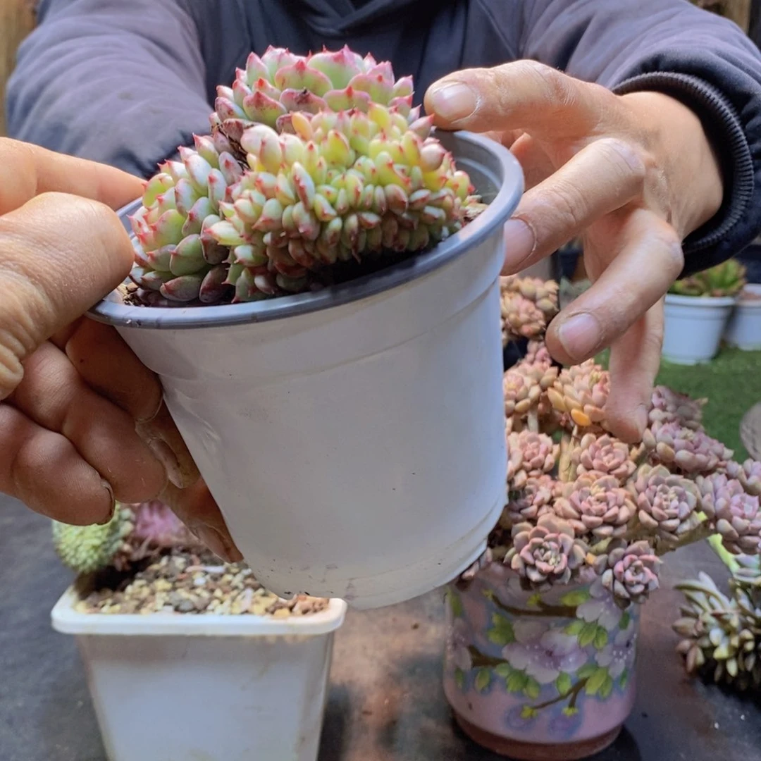 温**月A5号白胖子缀多肉