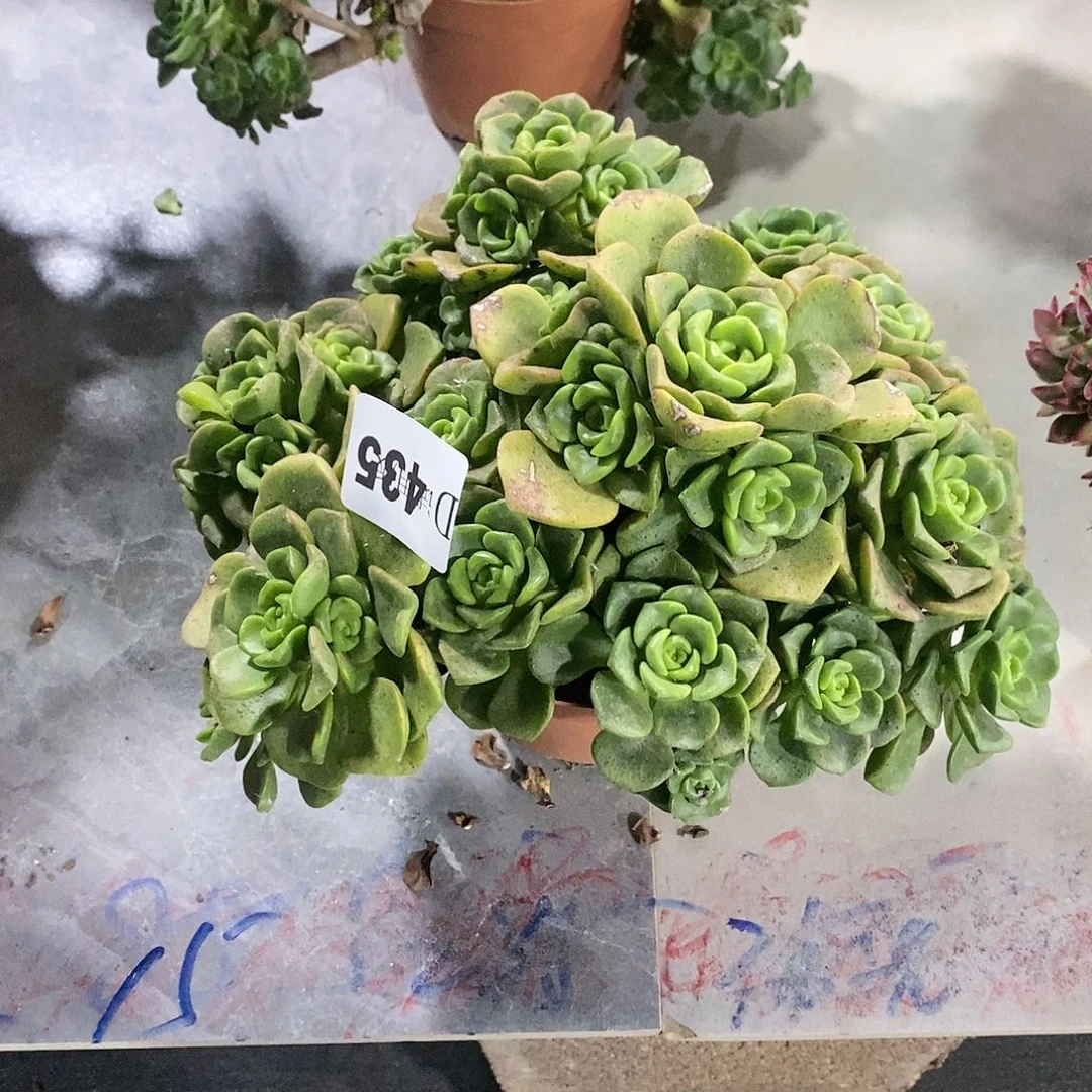 英*435百合莉莉多肉植物