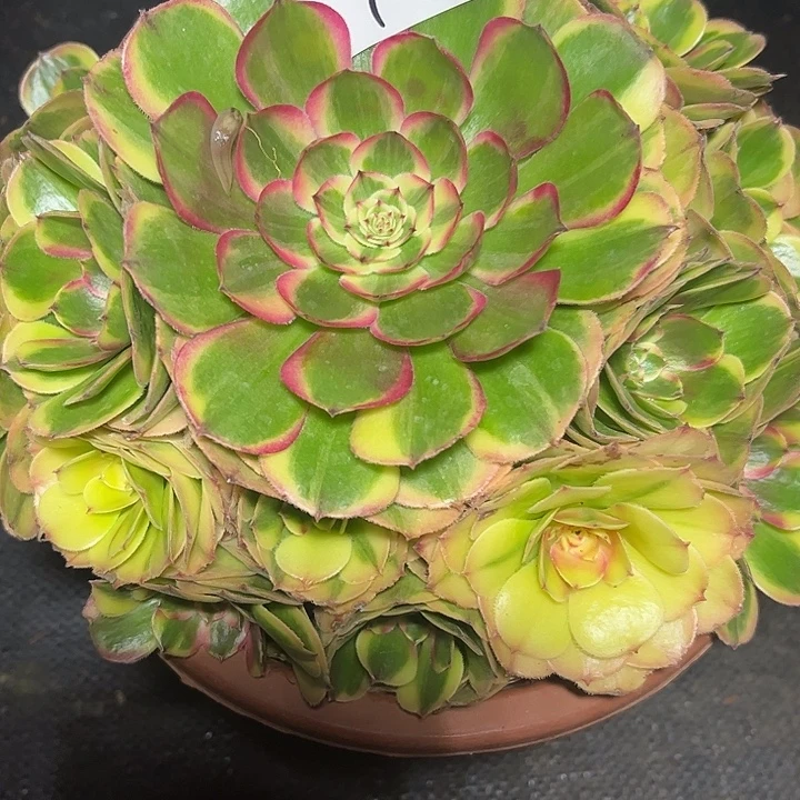 海神多肉植物保护1203