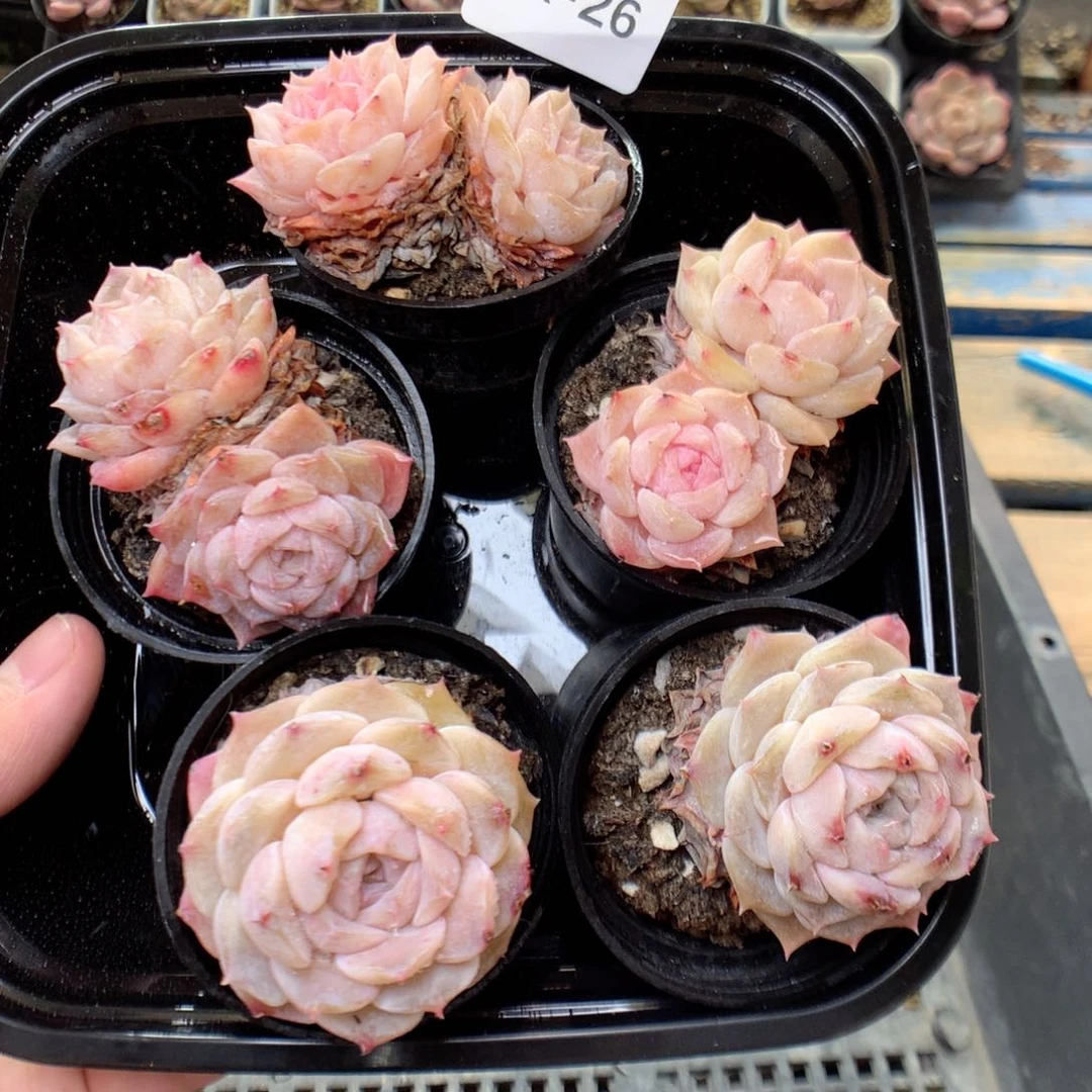 X26纯爱量拍5颗，20包邮两天凑单偏远不发货