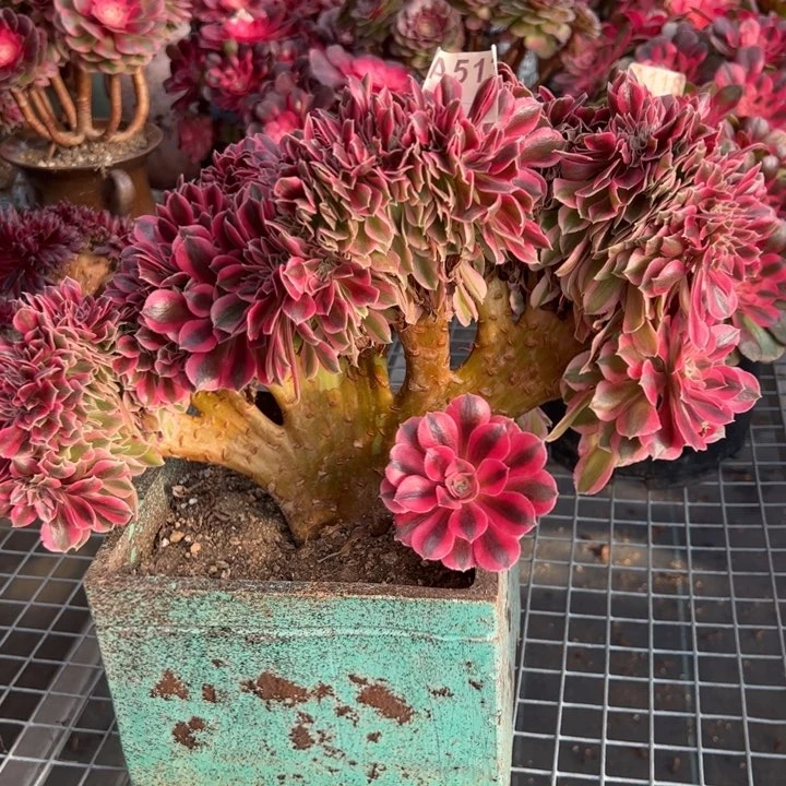 513女巫缀多肉28厘米左右