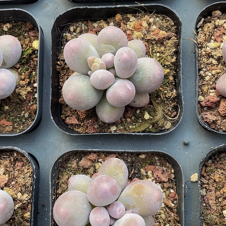 冰汤圆单头量拍满18包邮