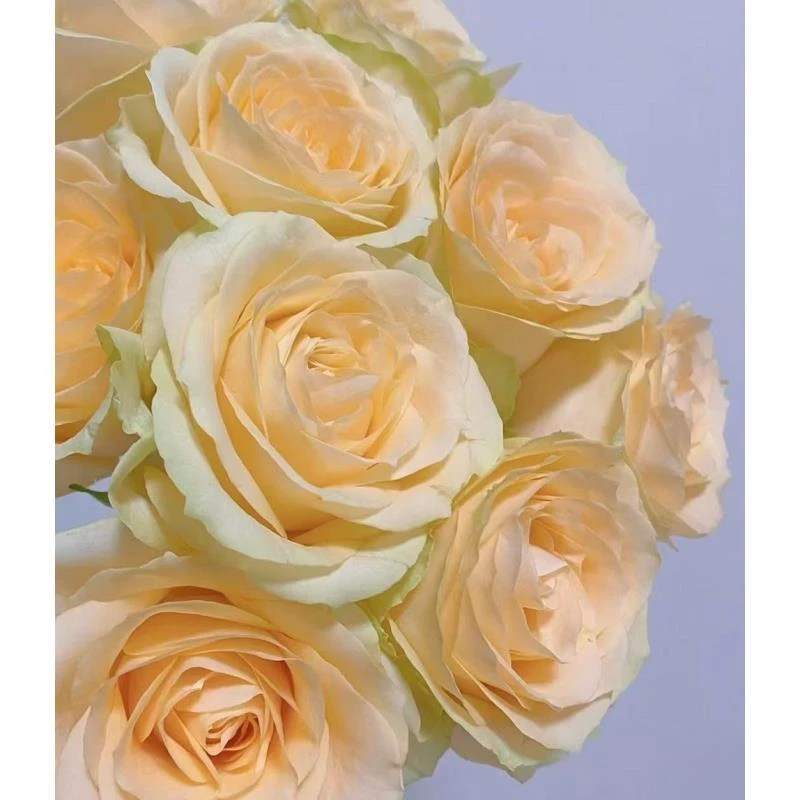 【香槟玫瑰】 云南鲜切花同地址两单以上发顺丰或德邦+送配草