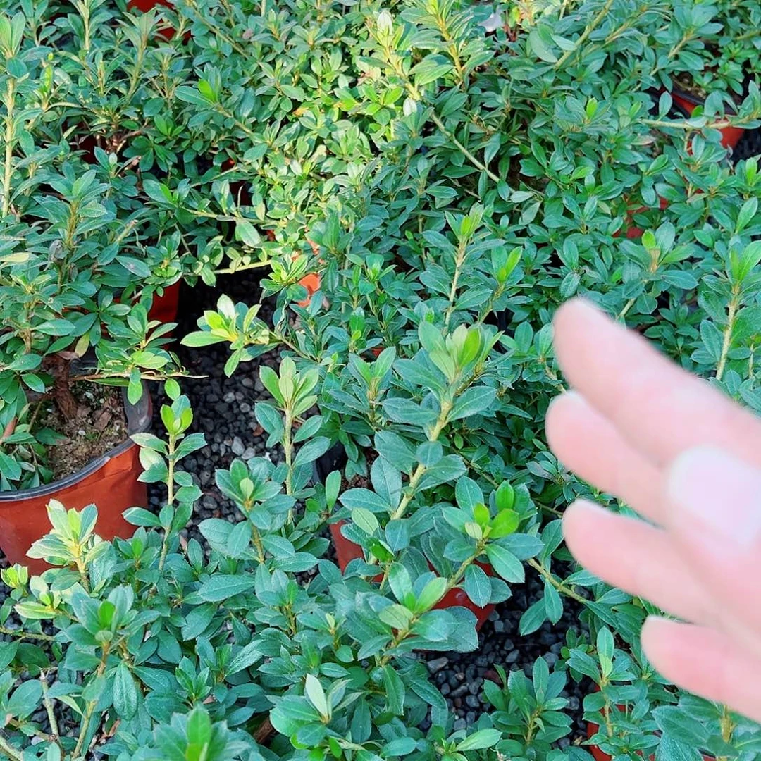 无花朵盆景皋月杜鹃若惠比须