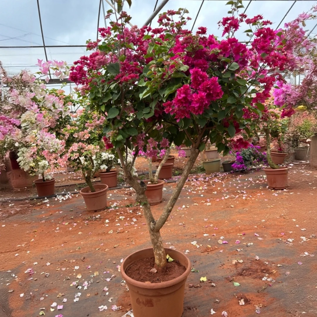 三角梅爬藤植物带花卉盆栽四季循环开花庭院种植佳品