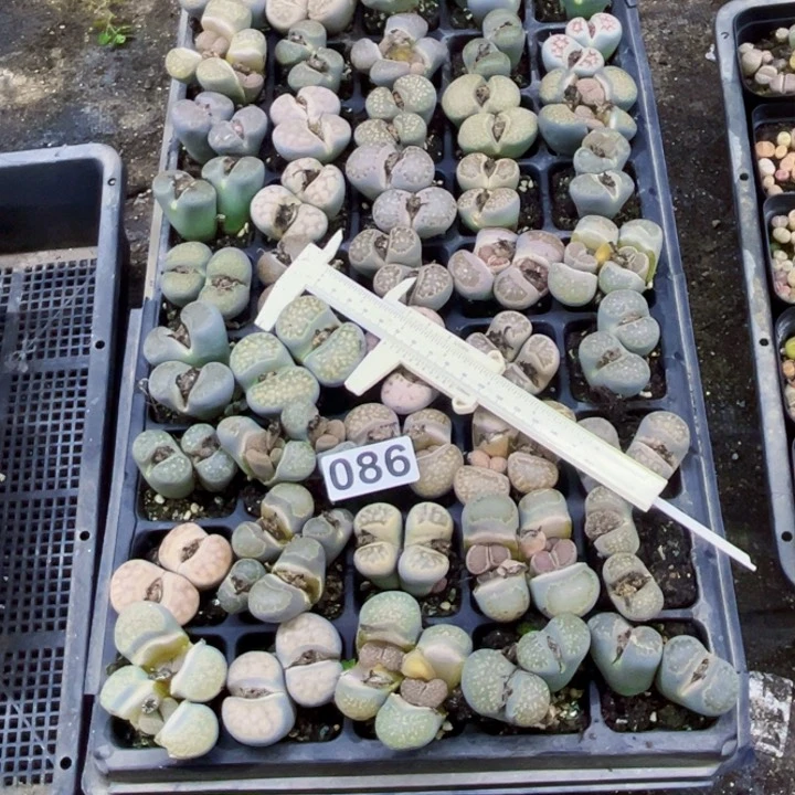 086脱土生石花一物一图如图