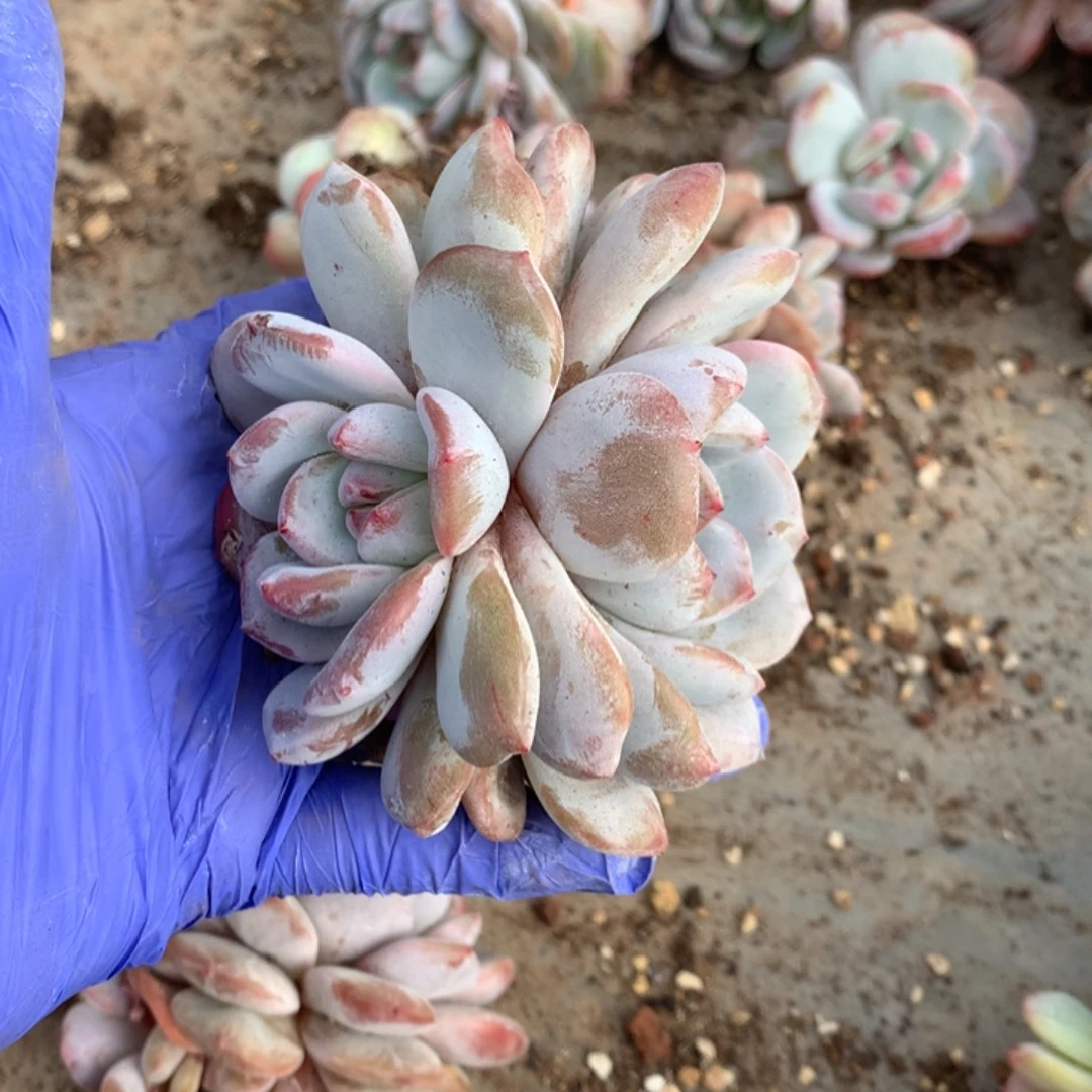 无花朵哈哈哈哈哈哈哈哈21