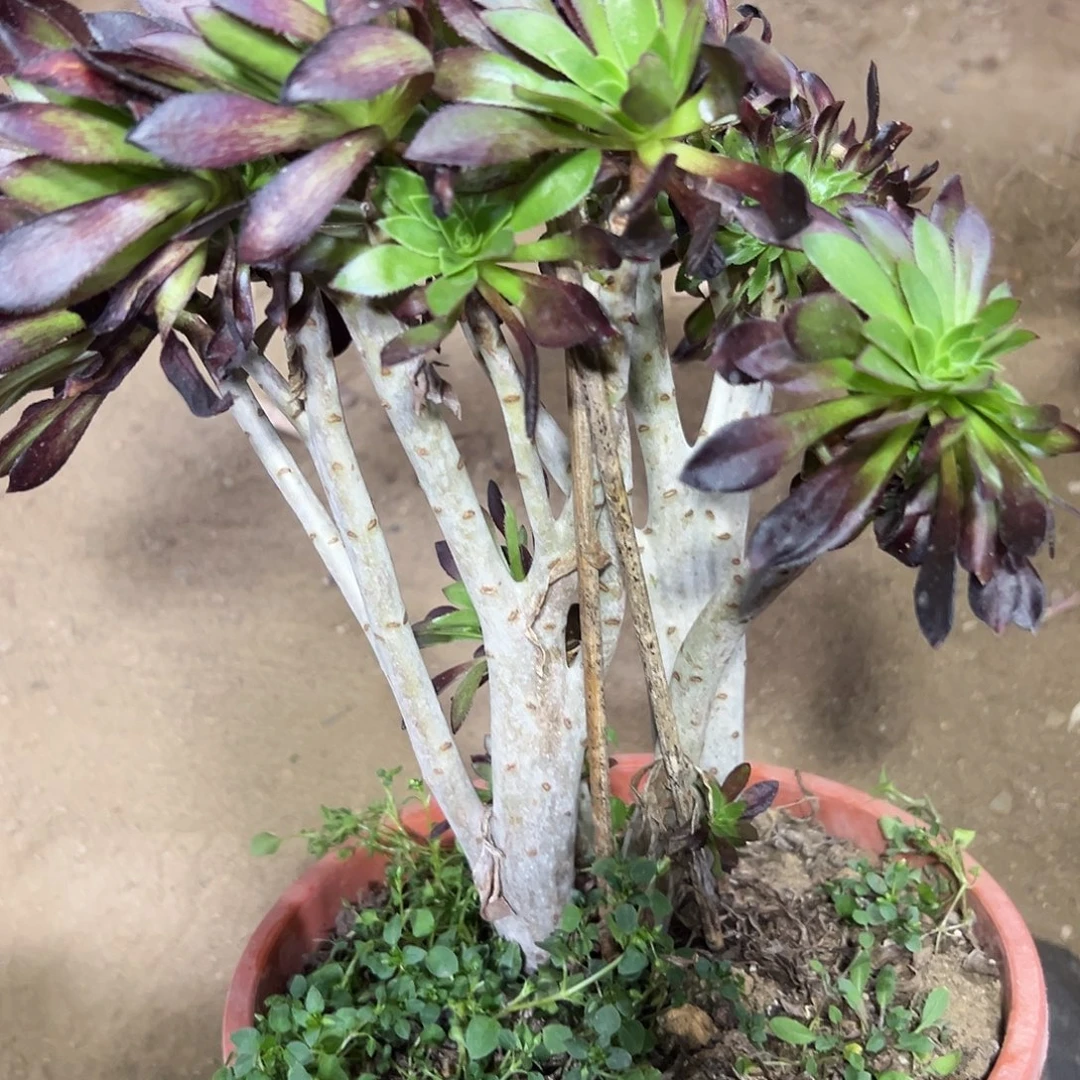 多310肉植物黑法师缀花