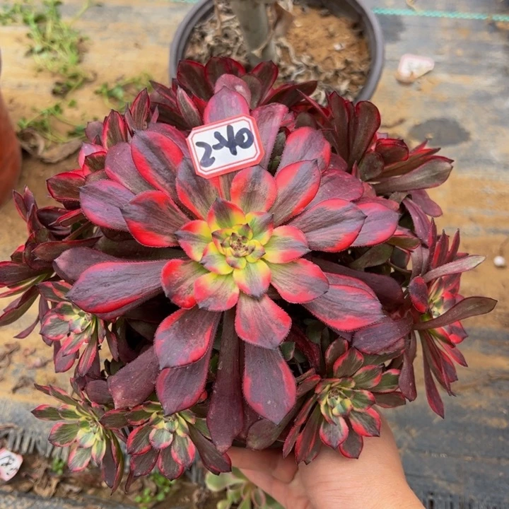 烟花多肉植物2-40