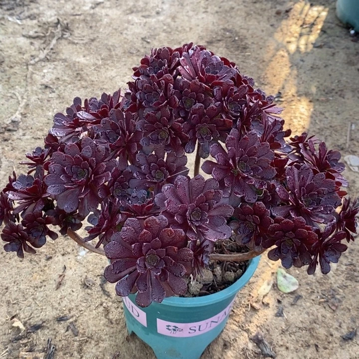黑珍珠多肉植物6。