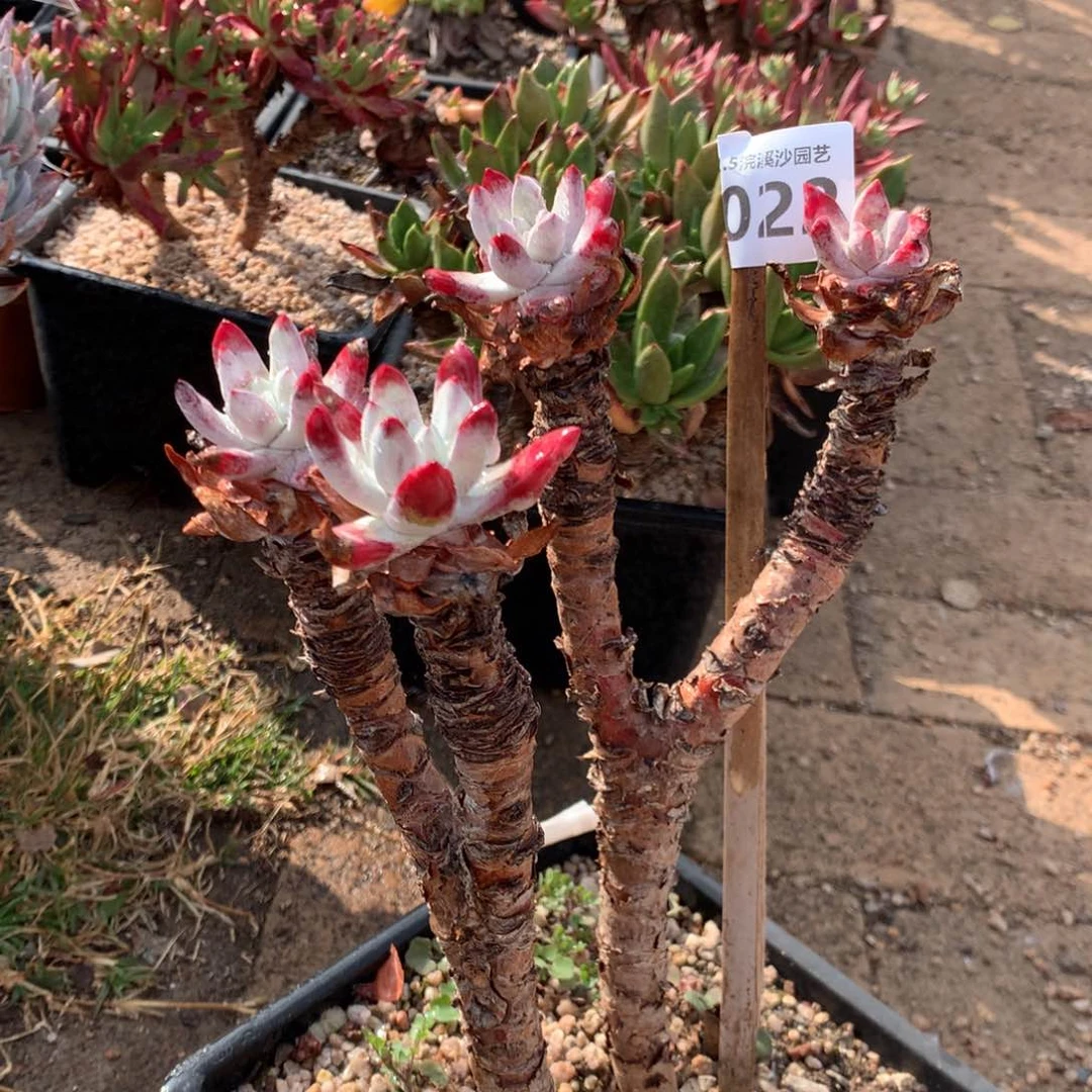 初霜，2月8日发货多肉