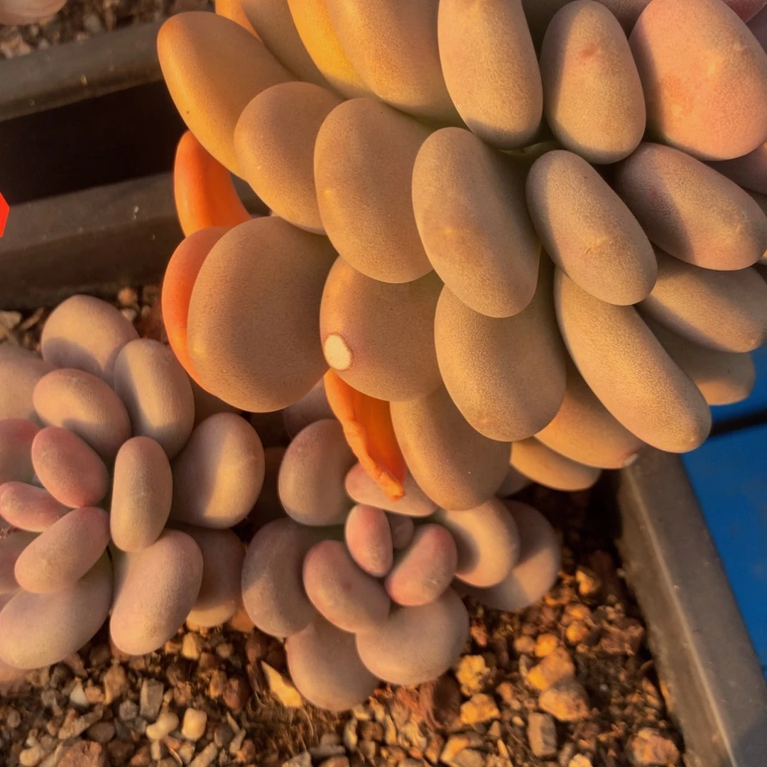 皇***一月美人1111111111