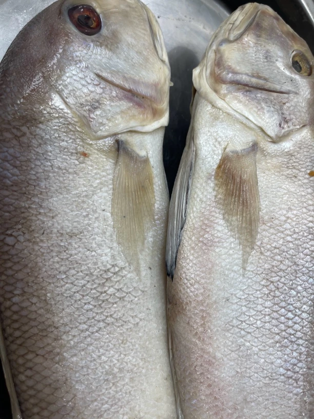 汕尾本港咸马头鱼，新鲜腌制马头鱼