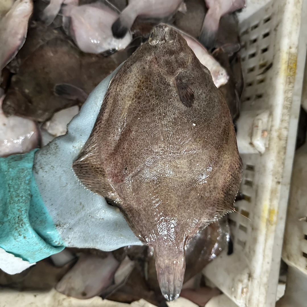 野生八甲鱼鼓眼鱼顺丰包邮