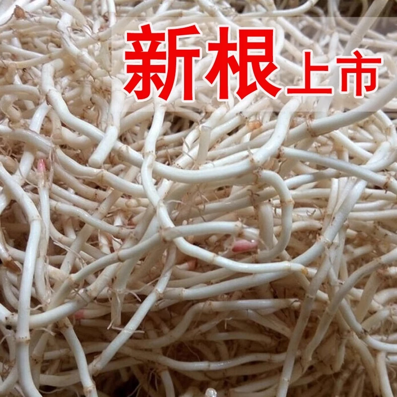 【商超品质】新根上市鱼腥草新鲜折耳根农家自种当季可凉拌蔬菜