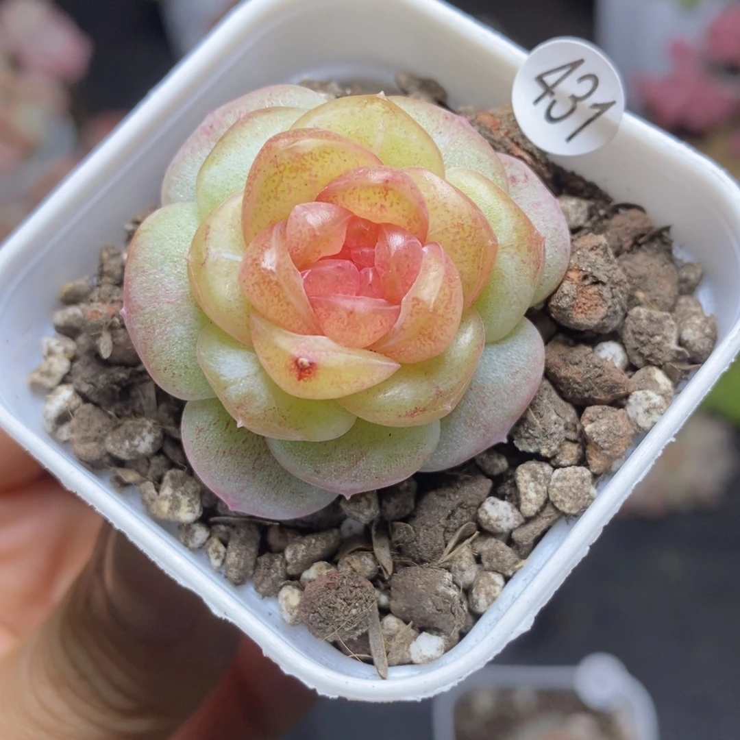 精品多肉小冠服431