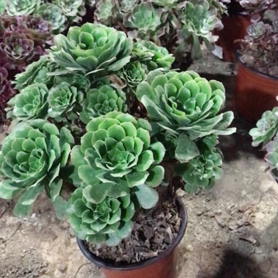 宁***人绿玫瑰法师多肉植物9