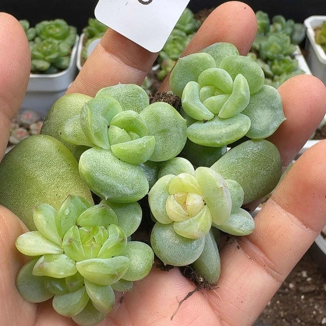 一物一拍一物一拍917-621