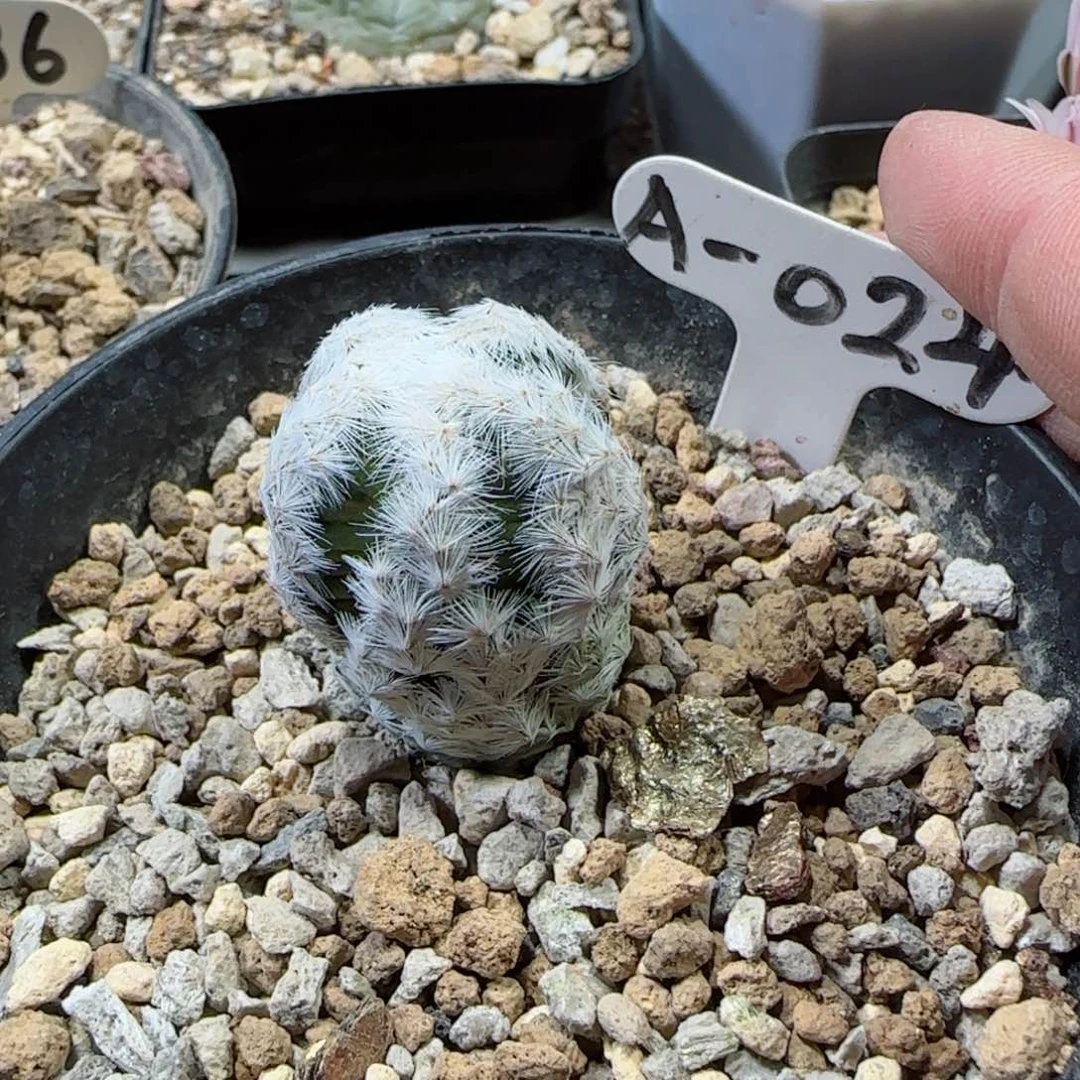 性****涕A024萝卜根文子白鸟多肉