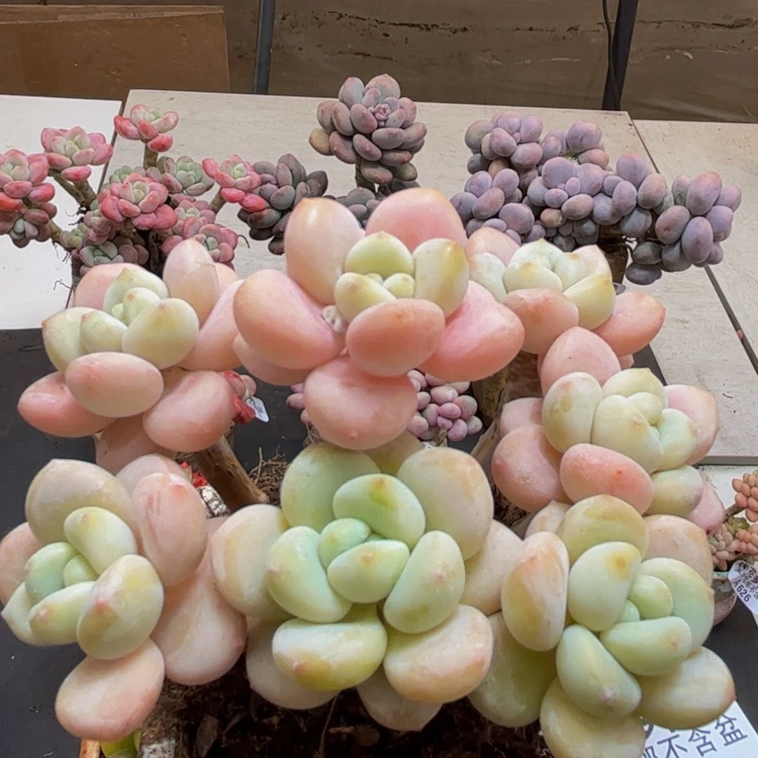 637/8cm香水洛神多肉