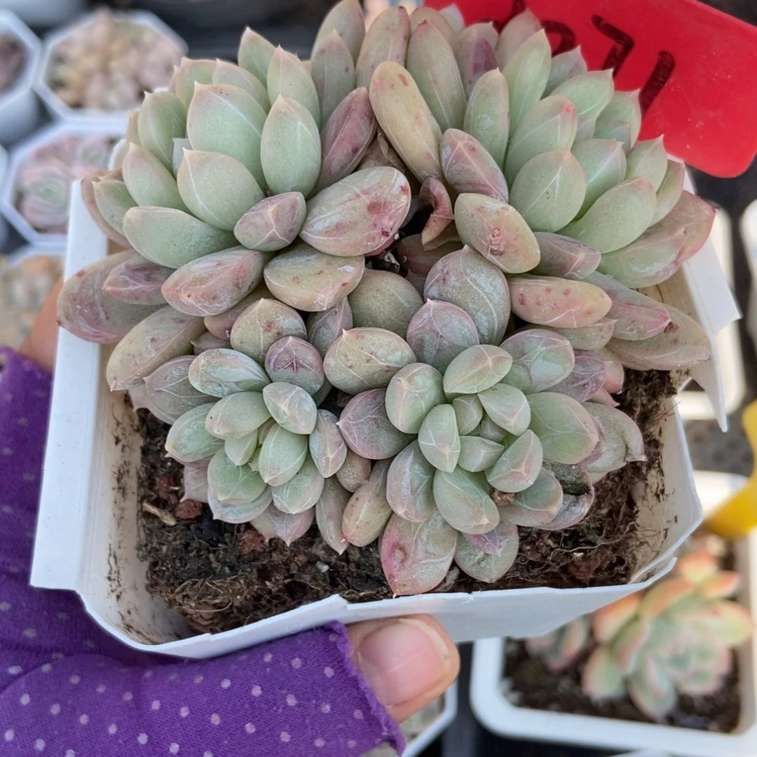 3071百搭翡翠多肉植物
