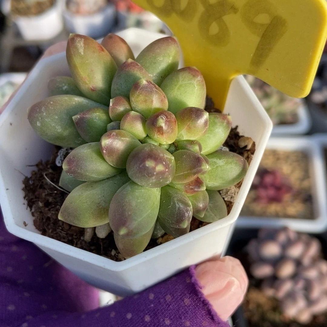 6089千代田多肉植物保护