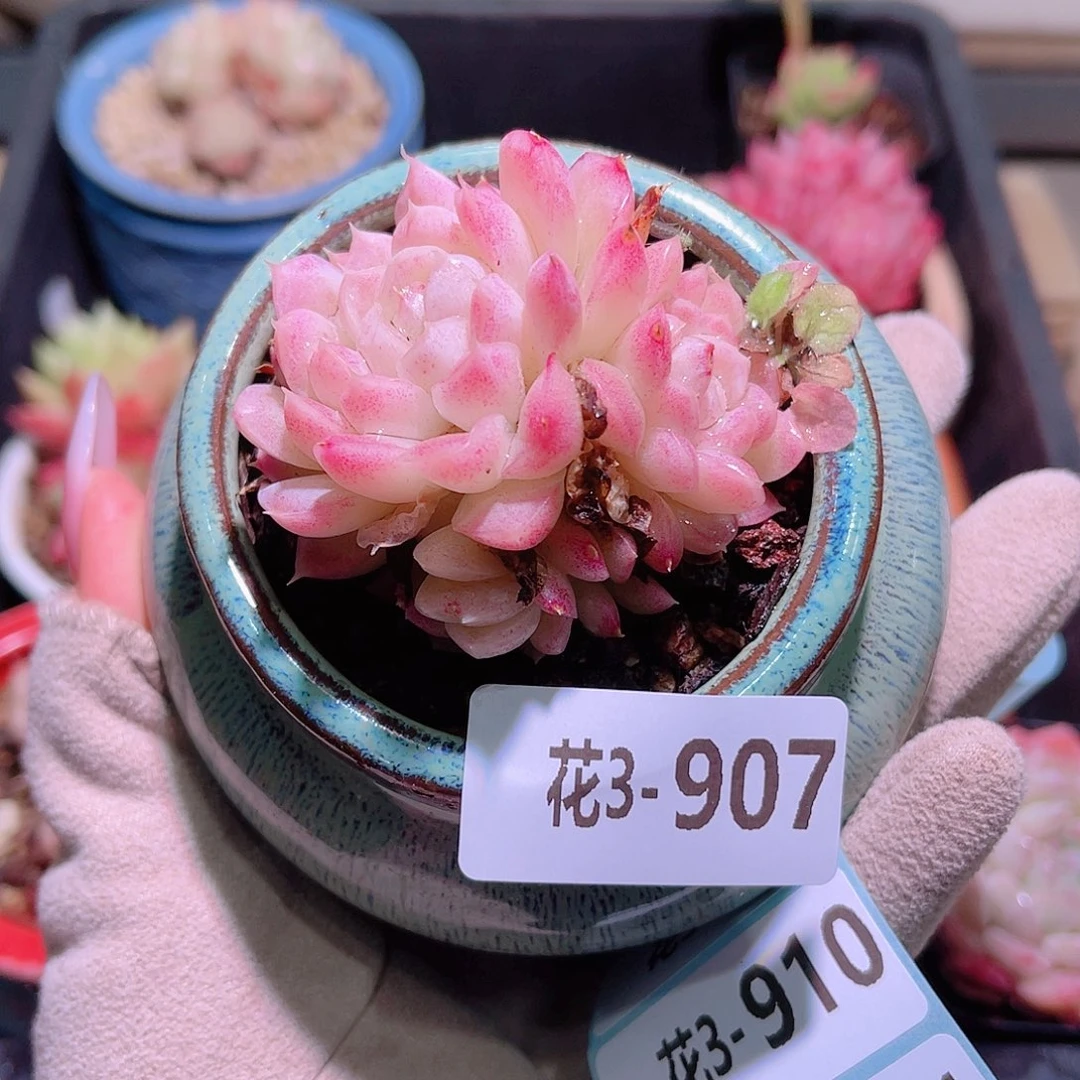 花利美3-907麦秆含盆脱土发