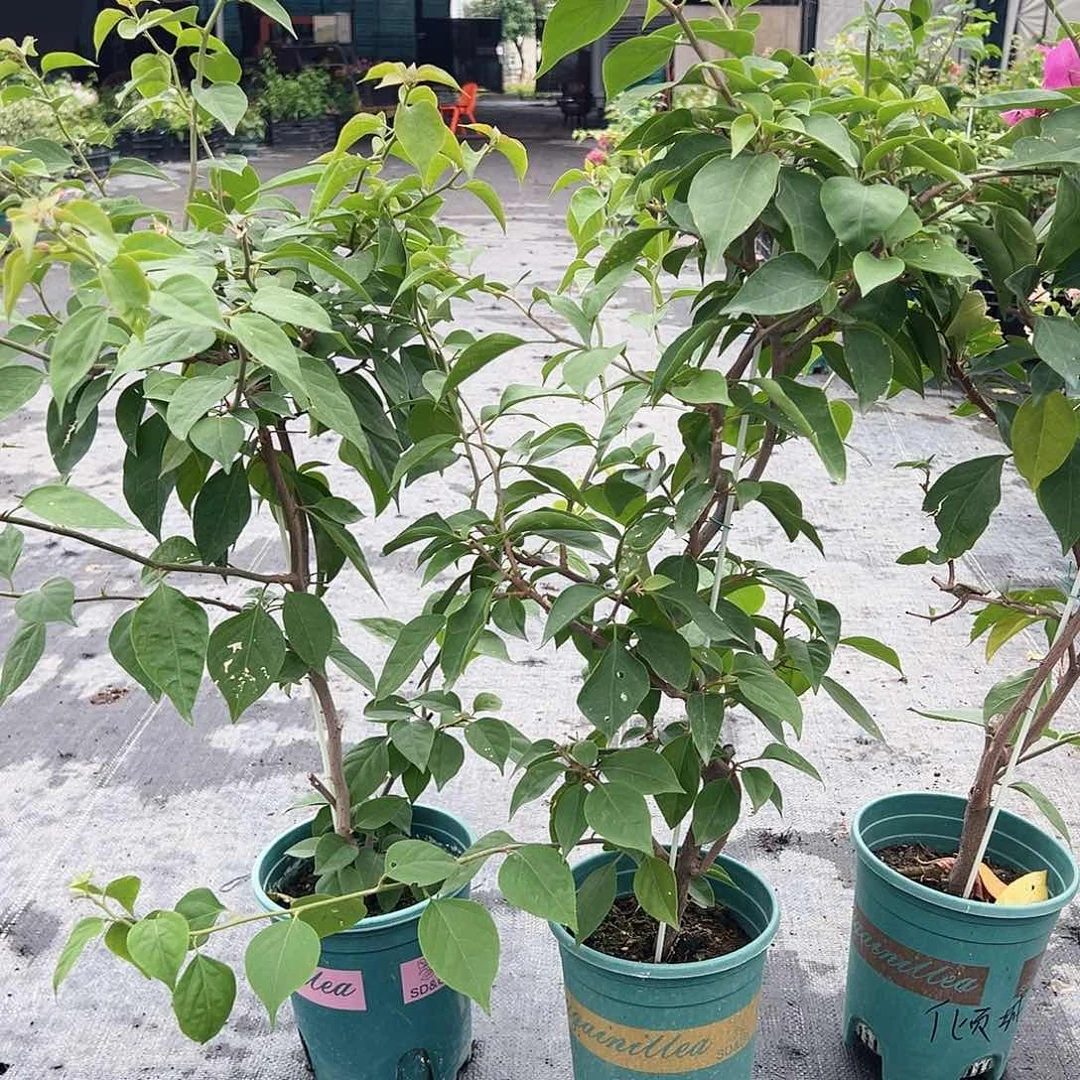 当前无花栽培后可以开花倾城一颗
