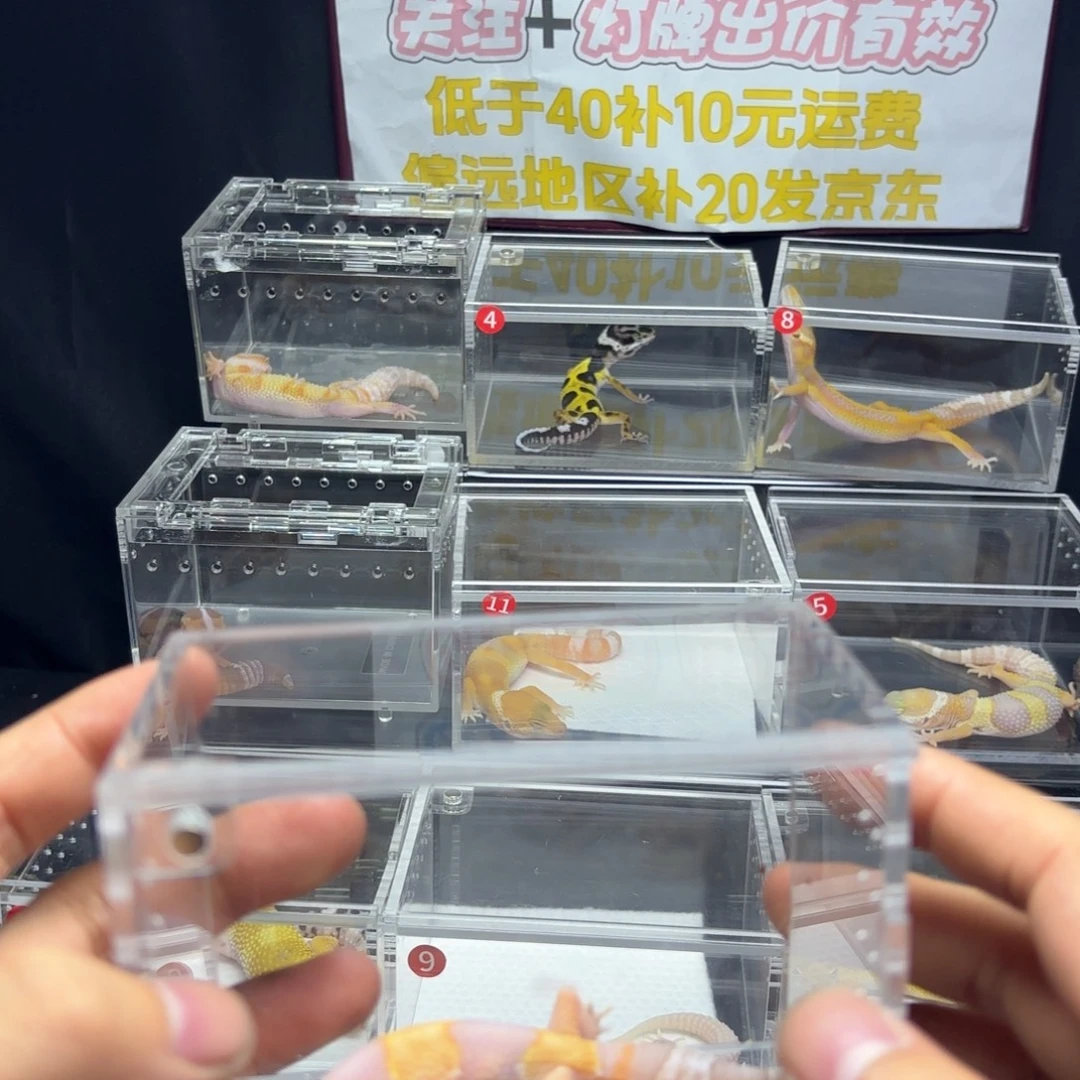 肥尾守宫橘白非直线
