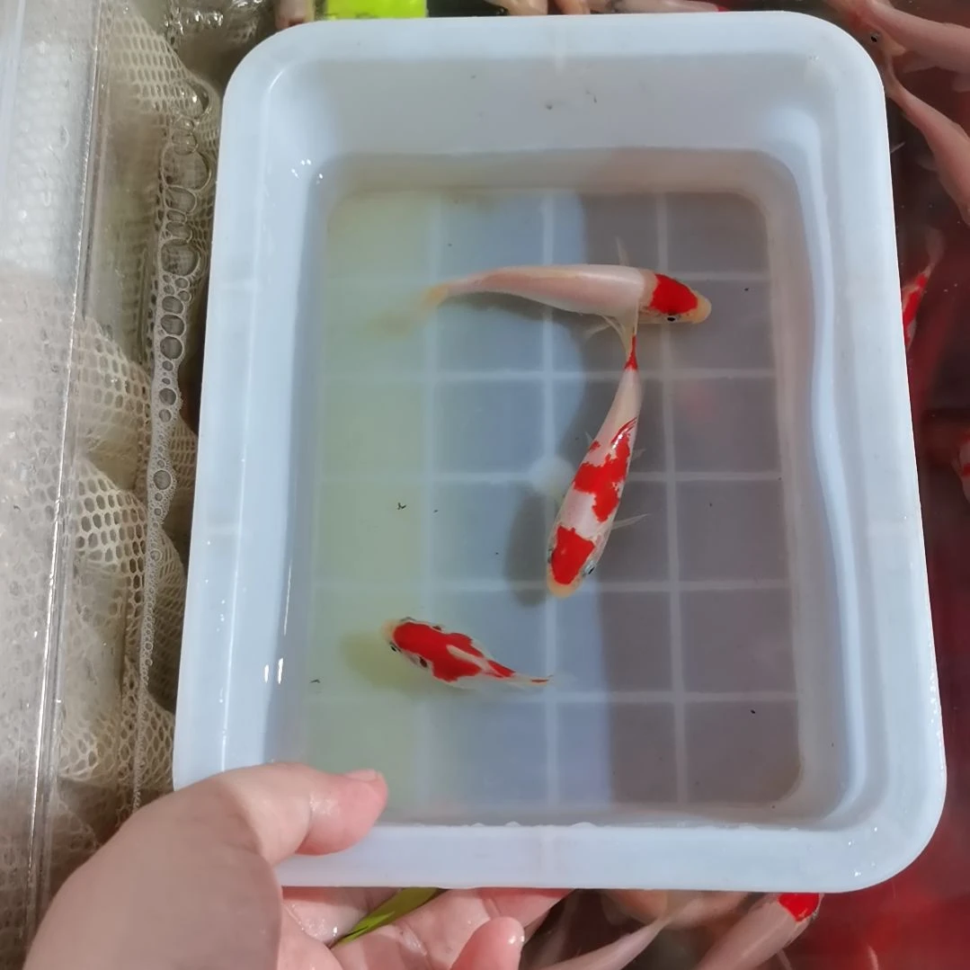 锦鲤李*精品留养锦鲤玉鲭