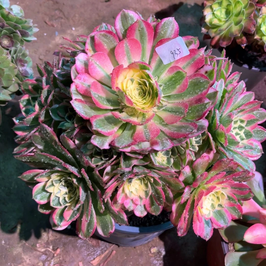 多肉植物海王935