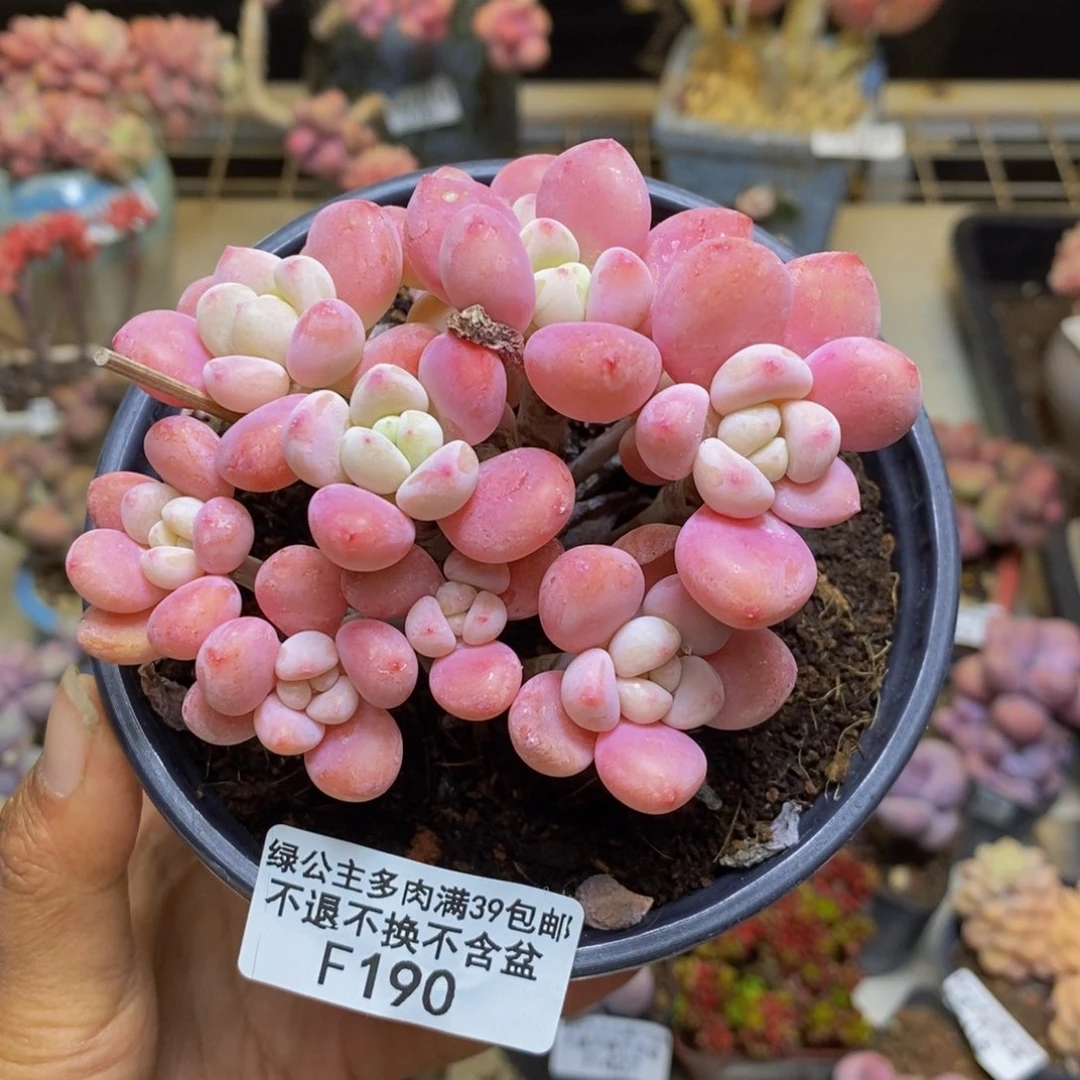 190樱花洛神多肉8cm