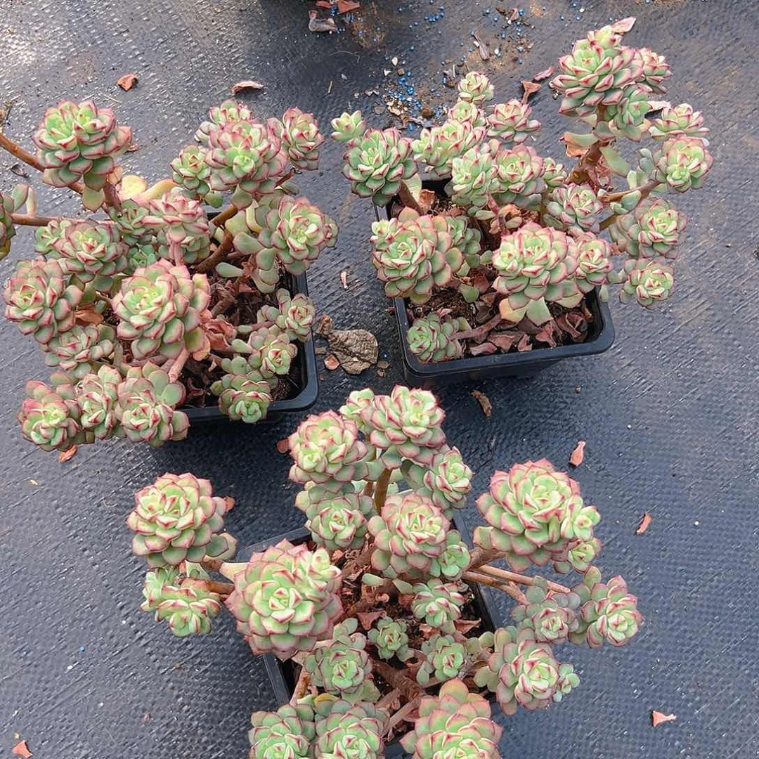 探戈多肉，满18包邮