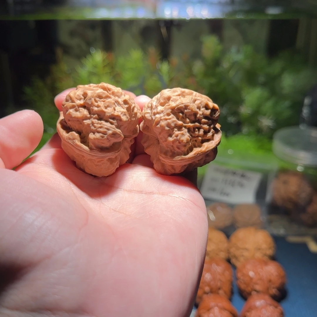 593号三角肌肉蛙蛙蛙文玩