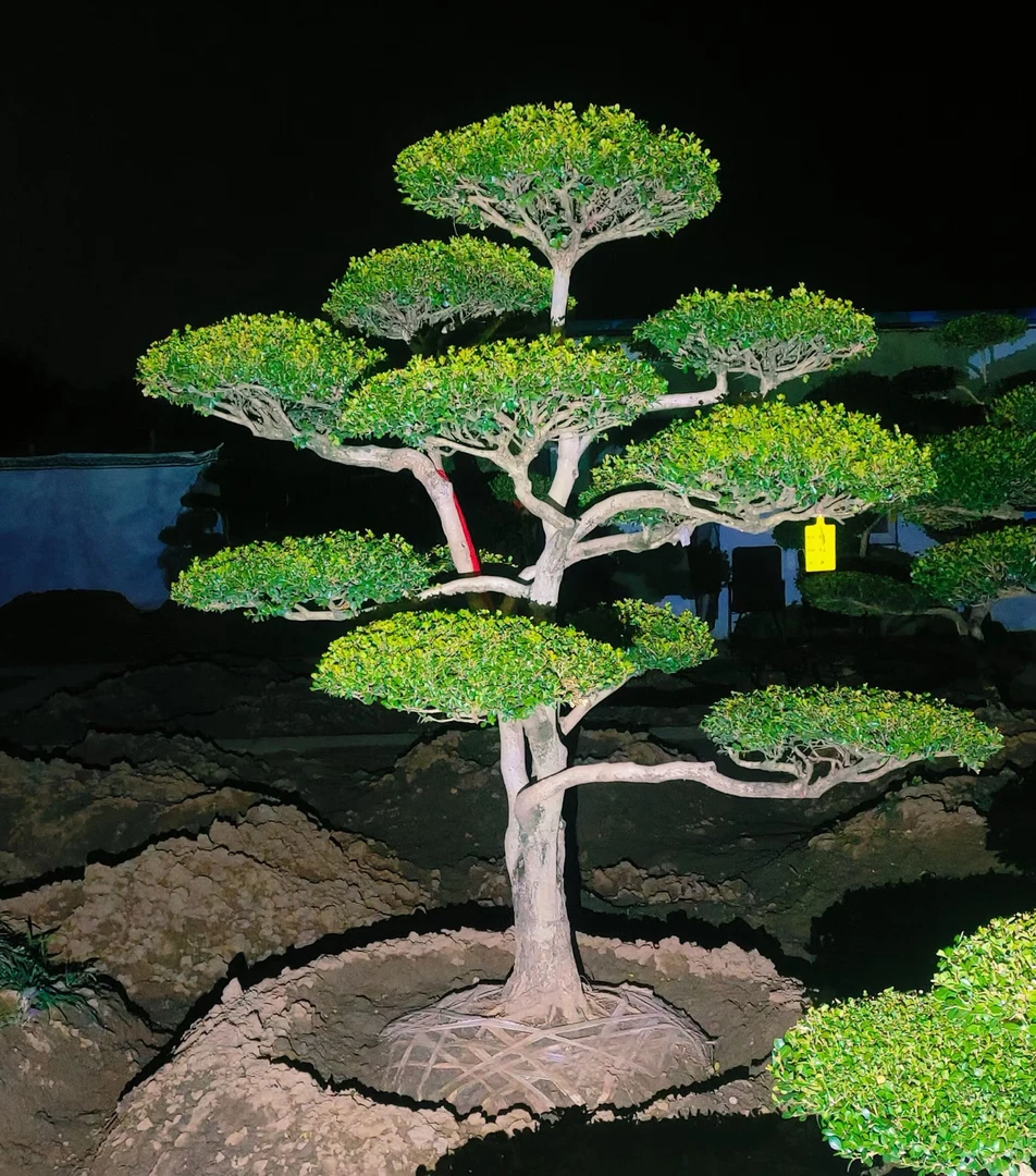 造型黄杨庭院景观树 黄杨造型树直播四季常青不落叶 别墅地景黄杨