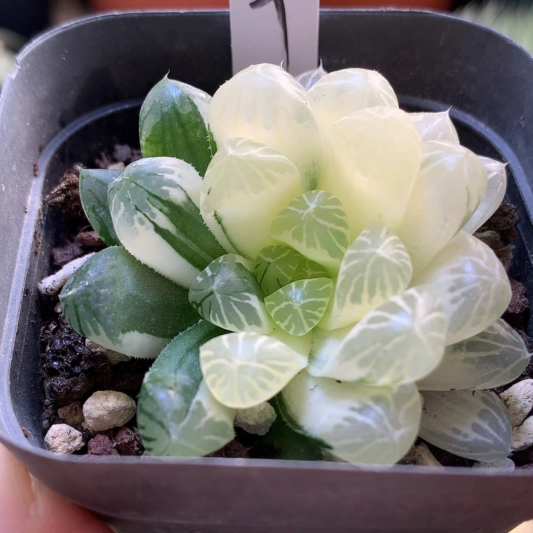 半糊斑红楼带盆土发货lloo