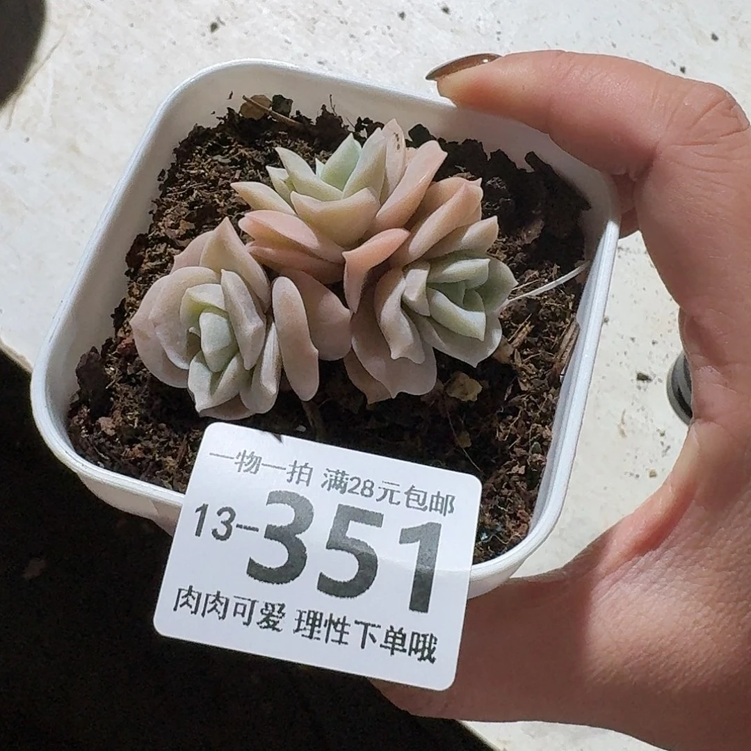 可爱玫瑰无盆土发货