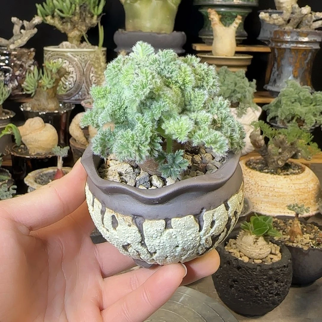 一物一拍羽叶洋葵98