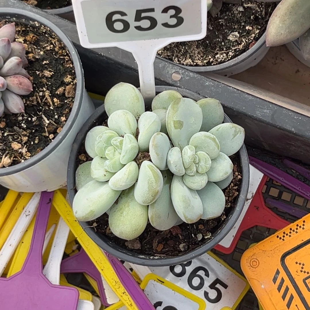 袁***儿多肉植物玉麒麟美人653