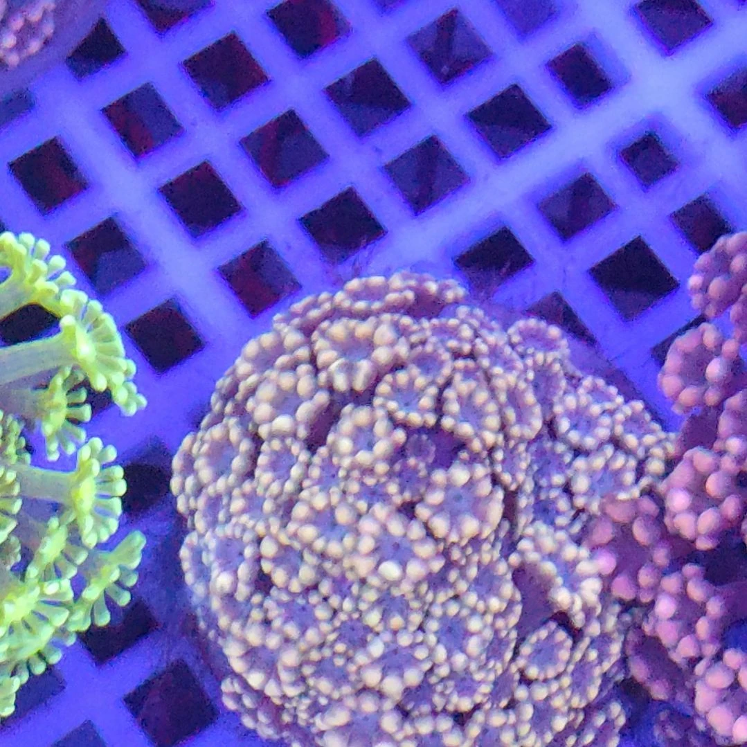 智海海洋珊瑚 不支持退货不包邮