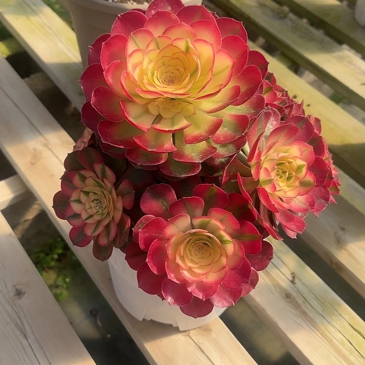 法师多肉植物荔枝