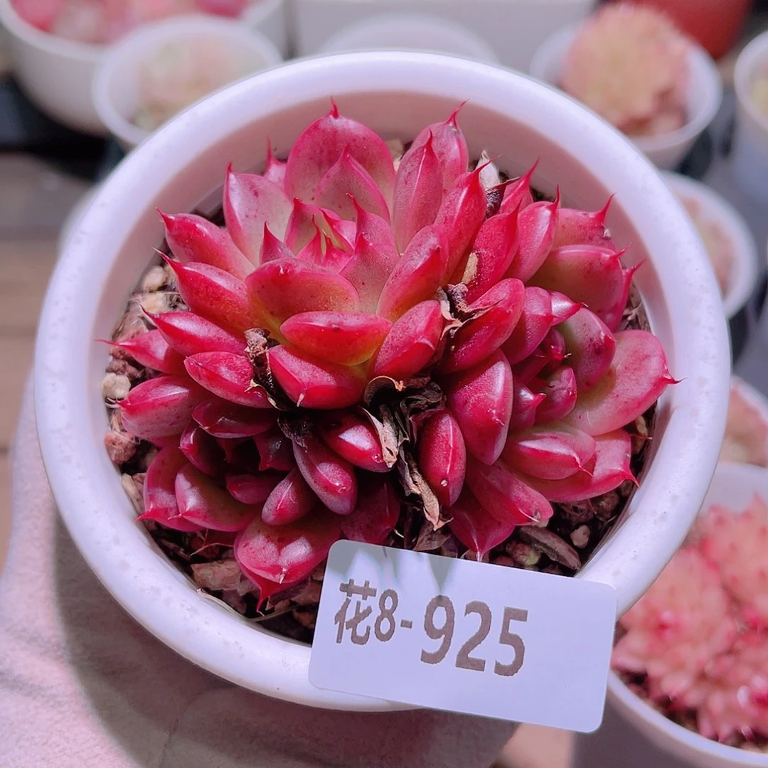 花利美8-925海王