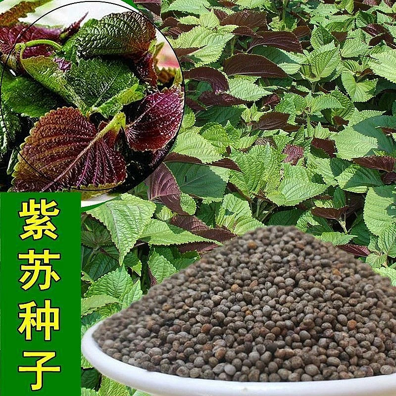 紫苏种籽紫苏种子四季盆栽蔬菜种子蔬菜种单面可留种子
